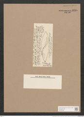 Donkinia antigua Grove et Sturt. (de-Toni-Nr.: Genus 17, Species 1154) Zeichnungen Sammlung Grunow Nr. 2248 (NHMW-BOT-W0369348)